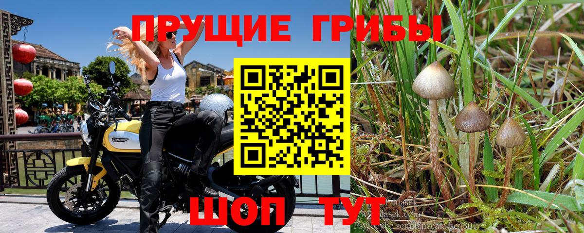 Галлюциногенные грибы Cubensis Партизанск